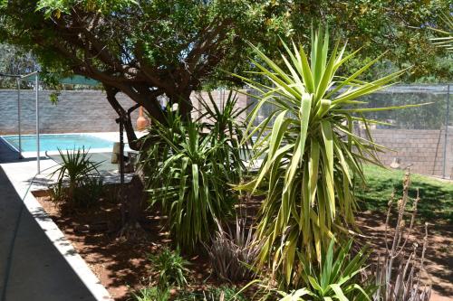 a group of plants in a yard with a tree at Kenhardt Hotel in Kenhardt