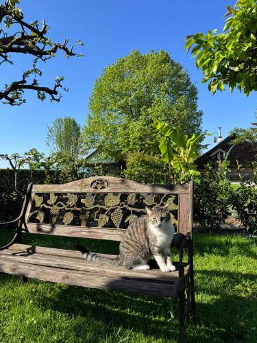 a cat sitting on a wooden bench in the grass at Green Oasis Garden in Šenčur