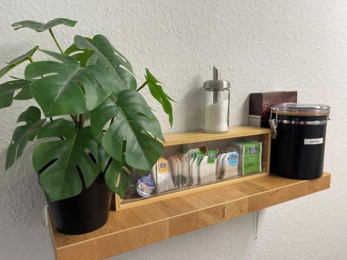 a plant sitting on a wooden shelf next to a wall at Ferienwohnung in Freudenstadt-Kniebis I, Schwarzwald in Freudenstadt
