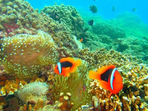 two fish on a coral reef in the ocean at Kenting Sun Light Inn in Eluan