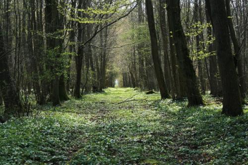 a path through a forest in the fall at Château De Denonville in Denonville