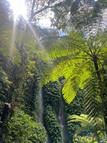 a waterfall in the middle of a lush green forest at Dira Bungalows in Tetebatu