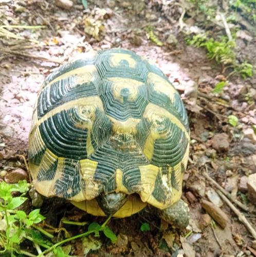 Animales en el hostal o pensión o alrededores