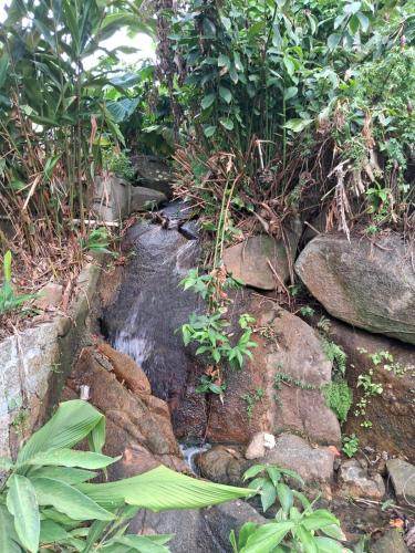 a stream of water in a garden with rocks and plants at Solar da Lagoa in Florianópolis