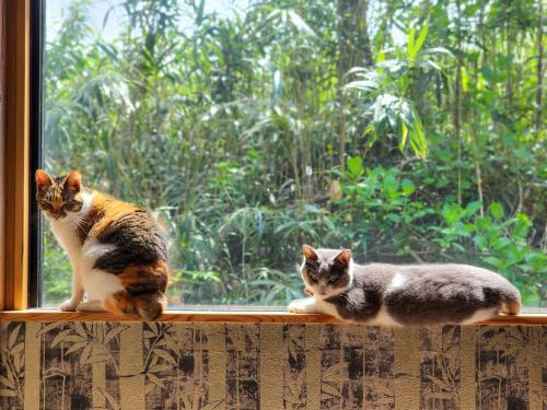 two cats sitting on a window sill looking out at タイピーハウス in Sado