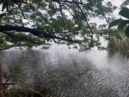 a body of water with a tree hanging over it at Hotel Sobana Lake front in Udawalawe