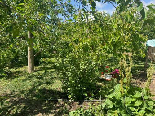 a garden with a bush with flowers in it at Иззат in Akchiy