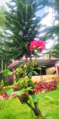 a tree in front of a house with a pink flower at Cloud9Villa Resorts in Yelagiri