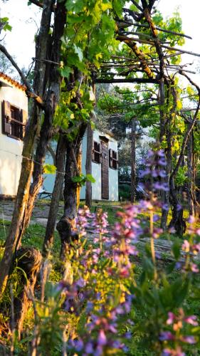 Κήπος έξω από το Glamping Green Istria Tiny Houses