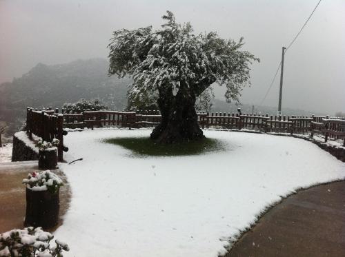 a snow covered tree in front of a fence at Turismo Rurale Belvedere Pradonos in Dorgali