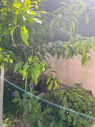a plant with green leaves next to a wall at Villa au calme à Grasse avec piscine et spa privée in Grasse
