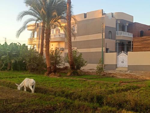 Fotografie z fotogalerie ubytování Djorff Guest House v destinaci Luxor