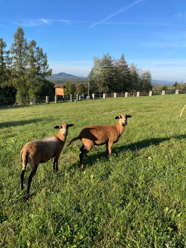 two goats standing in a field of grass at Wioska Jasia i Małgosi in Izdebnik