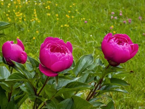 a group of three pink roses in a field at Gästezimmer Cleo in Uhldingen-Mühlhofen