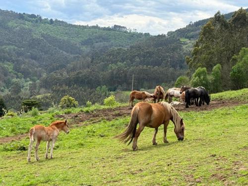 a herd of horses grazing on a grassy hill at La Casona de Faedo Pensión in Faedo