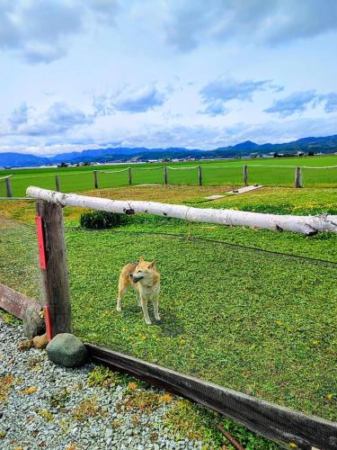 a dog standing in a field next to a fence at スキー場まで15分ー最大10人ーお餅つきー流しそうめんー花火ー五右衛門風呂ー心と身体が元気になる古民家民泊ーオモテナシロッジ悠遊 in Nakafurano