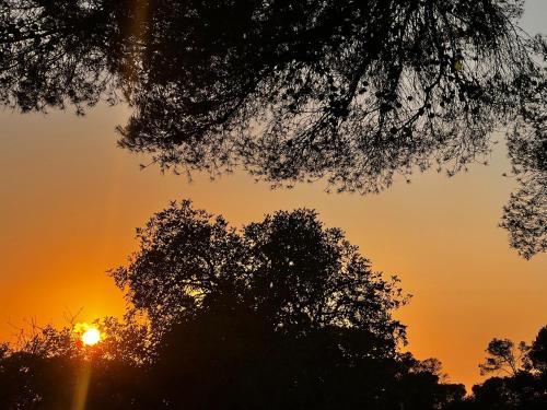 an image of the sun setting behind some trees at Dimora Acqua del Fico in Castellabate