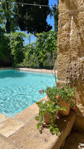 une plante en pot installée à côté d'une piscine dans l'établissement Mas provençal, entre vignes et oliviers, à Lambesc