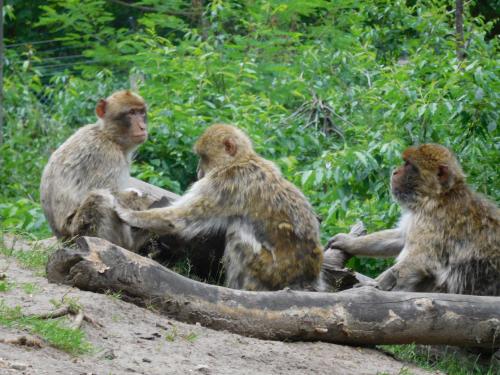 a group of monkeys sitting on a log at Ferienhaus am Waldesrand 