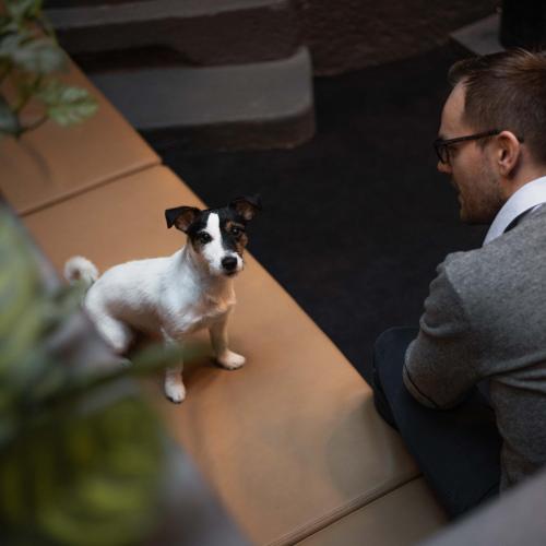 a dog sitting on a table next to a man at Citybox Oslo in Oslo