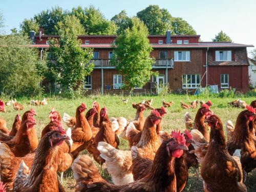 a flock of chickens in a field in front of a building at Biohof Medewege in Schwerin