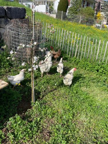 a group of chickens standing around a small tree at Schlafen im Stroh in Lupsingen