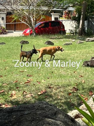 two dogs walking in the grass in a yard at Monks Hill Villa in Falmouth