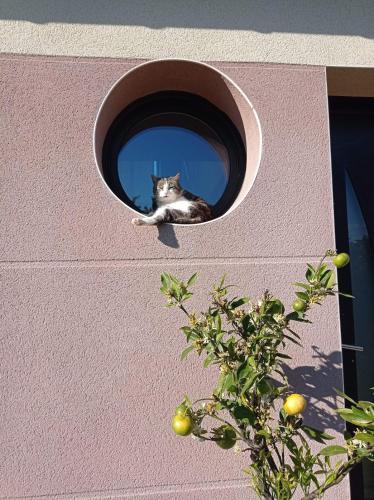 Photo de la galerie de l'établissement Catzen, à Pleurtuit