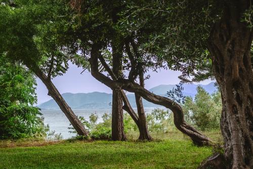 a group of trees with a view of the water at Thea simply by the sea in Preveza