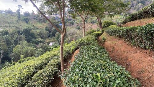 Taman di luar Thai Tea Garden Home