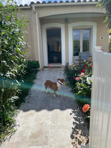 un chien brun et blanc se tenant devant une maison dans l'établissement House in a rural village surrounded by vinyards, à Leuc