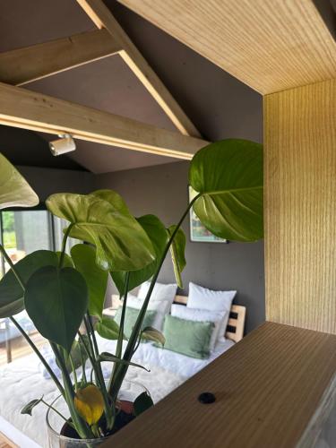a potted plant sitting on a table in a bedroom at Le Vert d'Orezza-Bain nordique privatif in Valliquerville