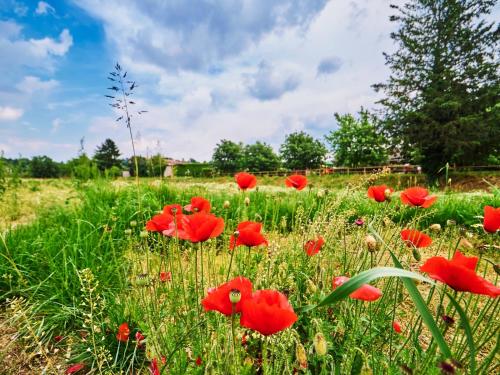 a field of red poppies in a field of grass at Casa Vittoria-Relax tra Lago di Garda e Verona in Custoza