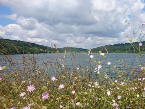 a field of flowers in front of a body of water at Chambres d'Hôtes - La Clef des Champs - Piscine - Capucine in Sajas