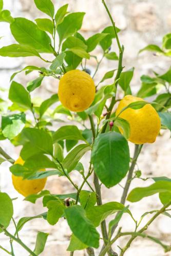 un arbre avec quatre fruits jaunes sur une branche dans l'établissement Nature et Repos, à Corrèze