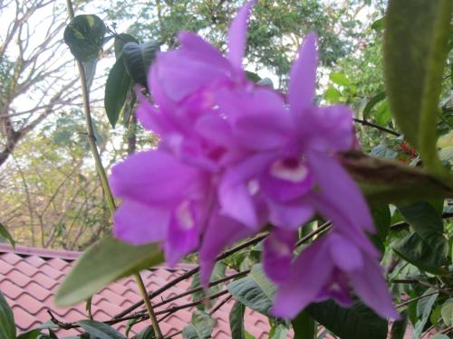 a purple flower in front of a roof at Hotel Belvedere Playa Samara Costa Rica in Sámara