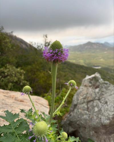 a purple flower sitting on top of a rock at Hotel Rainha do Sertão By Lmm in Quixadá