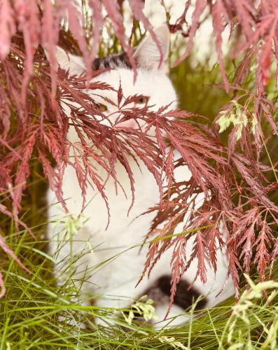 a cat laying in the grass next to some plants at Villa Yajima in Predeluţ