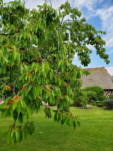 a tree with fruits on it in a yard at LA GRIOTTE 2 & Spa&Piscine in Pennedepie
