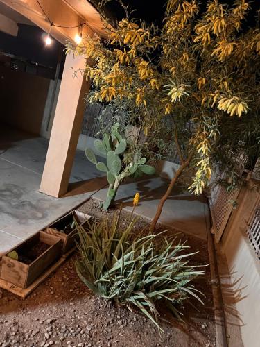 a garden with some plants and a tree at Downtown Secluded Room 1 in Phoenix