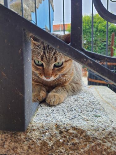 a cat is peeking out from under a bench at Alvorada Medieval, AL in Valença