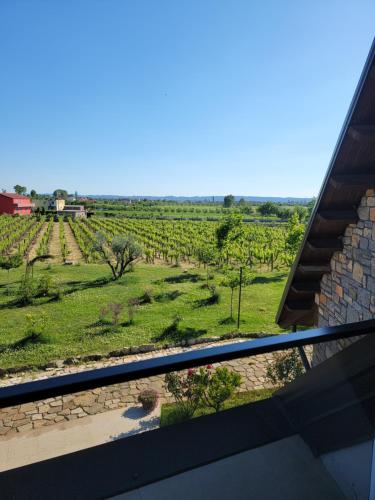 a view of a vineyard from a house at Lahuta e Vjeter Agroturizem in Laç