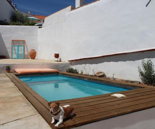 a dog sitting next to a swimming pool at Ervidel Guest House - N2 (km 607) in Ervidel