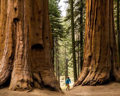a person standing in front of a giant tree at Hidden Falls Retreat Peaceful Guesthouse Near Yosemite in Oakhurst