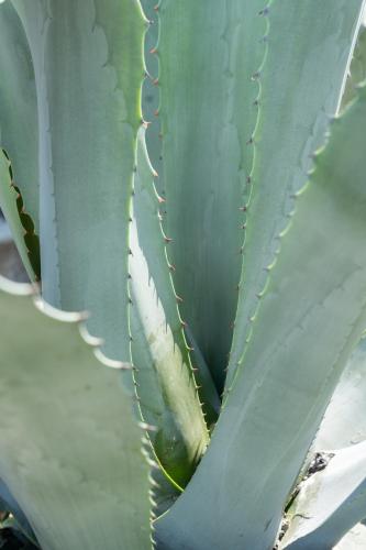 a close up of a green cactus plant at Casa Il Nocciolo in Rocca Malatina