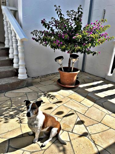 a dog sitting on a floor next to a potted plant at Bürgerhaus Zeltingen Apartments Moselharmonie in Zeltingen-Rachtig