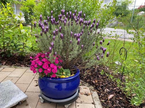 a blue pot with purple flowers in a garden at Ferienwohnung mit Salzachblick in Laufen