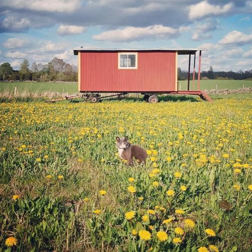a smallshed in the middle of a field of flowers at Gula Vagnen på en äng i lantlig miljö in Hörby