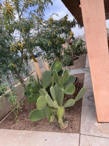 a green cactus in a garden with trees at Downtown Secluded Room 2 in Phoenix