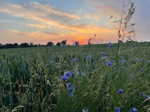 a field of blue flowers in a field with a sunset at Apartment in Bad Doberan mit Garten in Bad Doberan